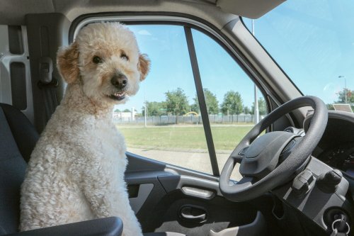 Cane su Camion